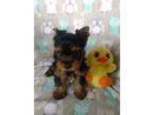 Yorkshire Terrier Puppy for sale in Black Canyon City, AZ, USA