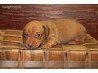 Dachshund Puppy for sale in Quinter, KS, USA
