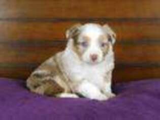 Miniature Australian Shepherd Puppy for sale in Cincinnati, OH, USA