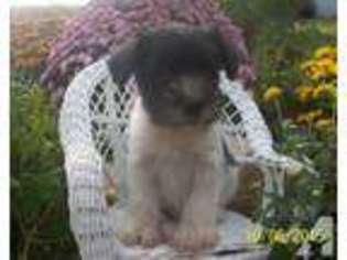 Mutt Puppy for sale in BLUE SPRINGS, NE, USA
