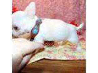 Chihuahua Puppy for sale in Deer Park, WA, USA