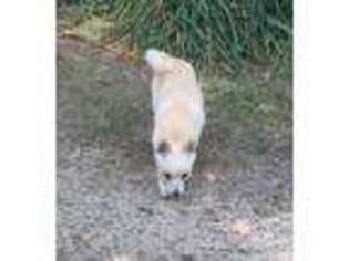 Medium Photo #1 Alaskan Klee Kai Puppy For Sale in Fort Valley, GA, USA