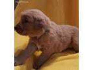 Golden Retriever Puppy for sale in Rolla, MO, USA