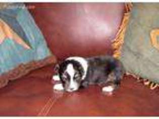 Miniature Australian Shepherd Puppy for sale in Roberts, MT, USA
