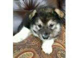 Alaskan Malamute Puppy for sale in Terre Haute, IN, USA