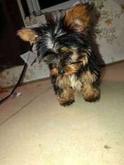 Yorkshire Terrier Puppy for sale in Seattle, WA, USA