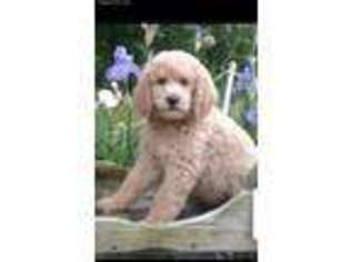 Mutt Puppy for sale in Warfordsburg, PA, USA