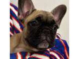 French Bulldog Puppy for sale in East Amherst, NY, USA