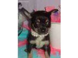 Chihuahua Puppy for sale in Weslaco, TX, USA