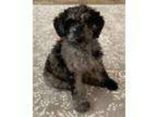Goldendoodle Puppy for sale in Elk River, MN, USA