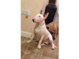 Bull Terrier Puppy for sale in Batley, West Yorkshire (England), United Kingdom