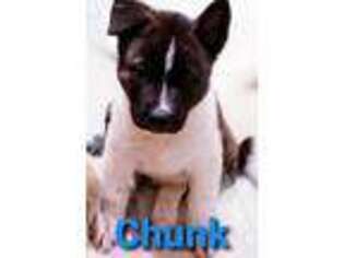 Akita Puppy for sale in Racine, WI, USA