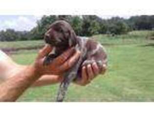 German Shorthaired Pointer Puppy for sale in Tecumseh, OK, USA