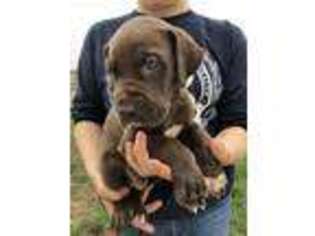 Great Dane Puppy for sale in Kansas City, MO, USA