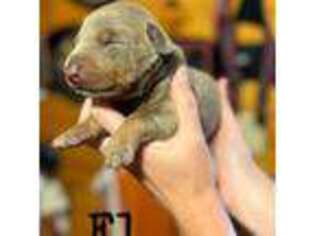 Doberman Pinscher Puppy for sale in Carterville, IL, USA