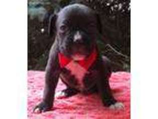 Boxer Puppy for sale in Albion, NY, USA