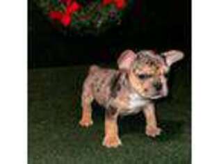 French Bulldog Puppy for sale in Murfreesboro, TN, USA