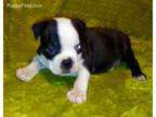 French Bulldog Puppy for sale in Colcord, OK, USA