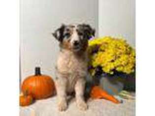 Australian Shepherd Puppy for sale in Pittstown, NJ, USA