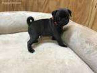 Pug Puppy for sale in Batesville, IN, USA