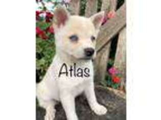 Alaskan Klee Kai Puppy for sale in Belleville, PA, USA