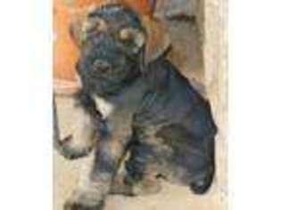 Mutt Puppy for sale in Burkett, TX, USA