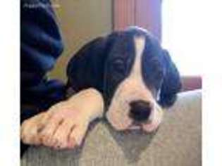 Great Dane Puppy for sale in Rogersville, MO, USA