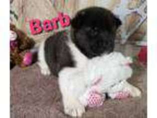 Akita Puppy for sale in Harlan, IN, USA
