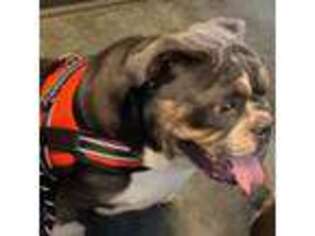 Olde English Bulldogge Puppy for sale in Crossville, TN, USA