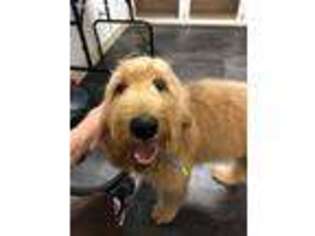 Goldendoodle Puppy for sale in Buhl, AL, USA