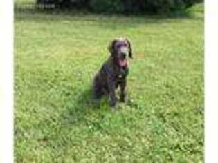 Great Dane Puppy for sale in Bloomingburg, OH, USA