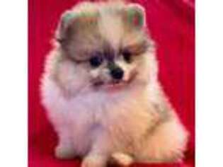 Pomeranian Puppy for sale in Spokane, MO, USA