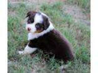 Australian Shepherd Puppy for sale in Colony, OK, USA