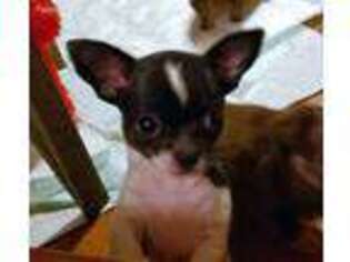 Chihuahua Puppy for sale in Fort Oglethorpe, GA, USA