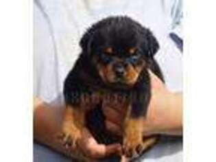 Rottweiler Puppy for sale in Pomona, CA, USA