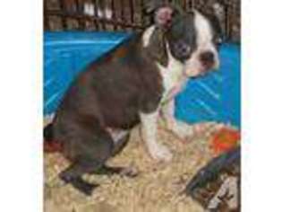 Boston Terrier Puppy for sale in PALATKA, FL, USA