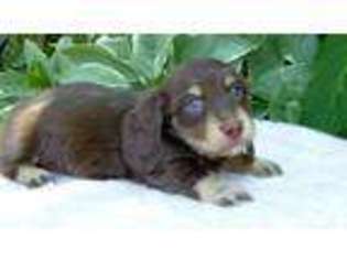 Dachshund Puppy for sale in WOODBURN, OR, USA