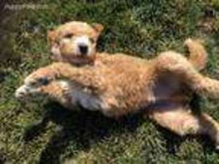 Goldendoodle Puppy for sale in Nampa, ID, USA