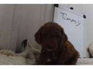 Goldendoodle Puppy for sale in Fennimore, WI, USA