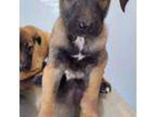 Belgian Malinois Puppy for sale in Alexandria, IN, USA