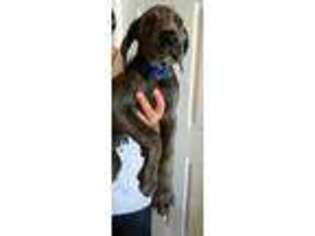 Great Dane Puppy for sale in Oakhurst, CA, USA