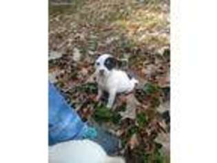 Jack Russell Terrier Puppy for sale in Memphis, TN, USA