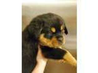 Rottweiler Puppy for sale in Hopwood, PA, USA