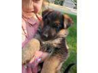 German Shepherd Dog Puppy for sale in Andover, MN, USA