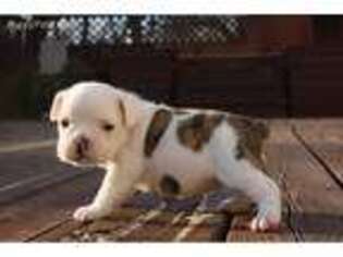 Bulldog Puppy for sale in Mount Pleasant, TX, USA