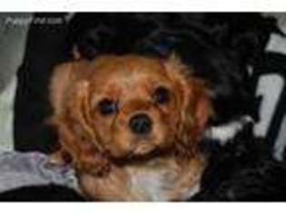 Cavalier King Charles Spaniel Puppy for sale in Manchester, NH, USA
