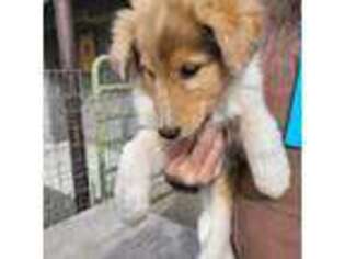 Collie Puppy for sale in Eugene, OR, USA