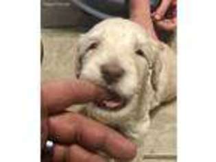 Goldendoodle Puppy for sale in Annville, KY, USA
