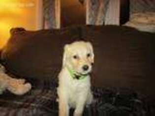 Labradoodle Puppy for sale in Antigo, WI, USA