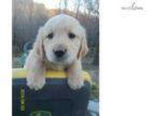 Golden Retriever Puppy for sale in Winston Salem, NC, USA